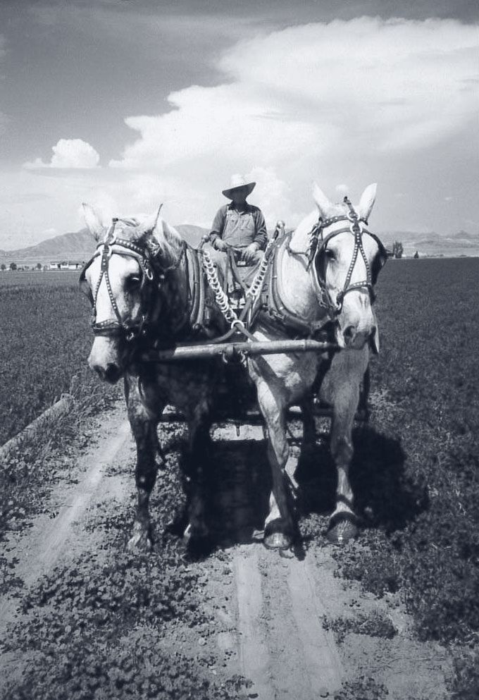 A farmer drives a team of two grey draft horses down a dirt lane between green fields, mountains behind