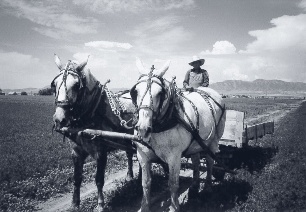 A farmer stands on a wagon behind two grey draft horses in a green field below the mountains