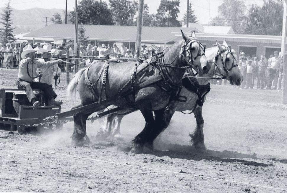 Teamsters drive a pair of draft horses through the dust at a pulling contest