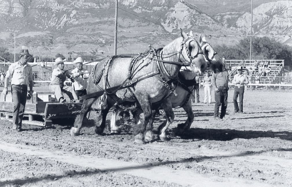 A team of dappled draft horses leans into a pull at a county fair arena