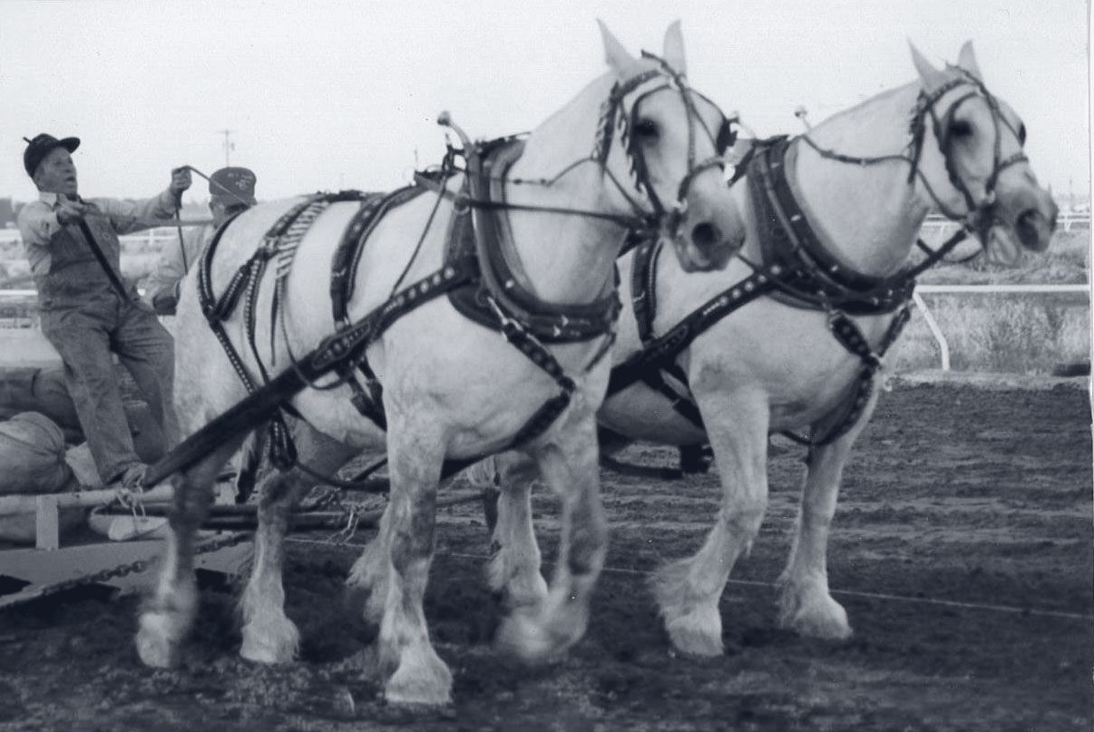 Two white draft horses in harness at a pulling contest